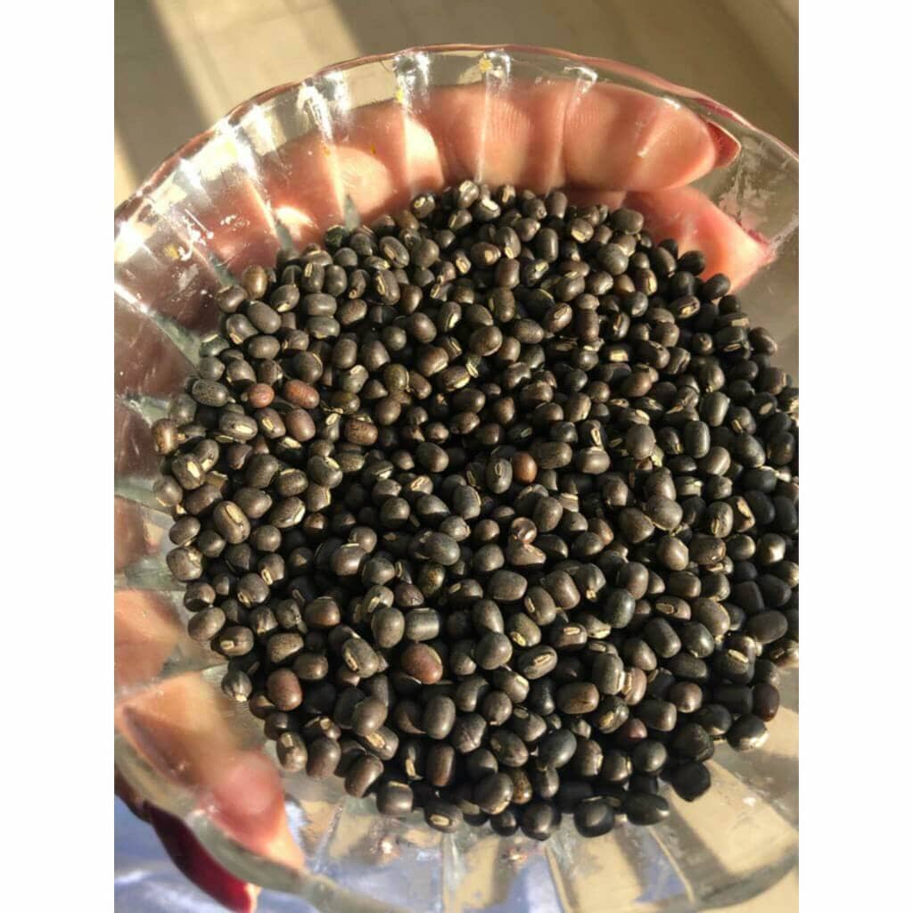 Balaayah Black Gram Body Booster Body Oil iYURA