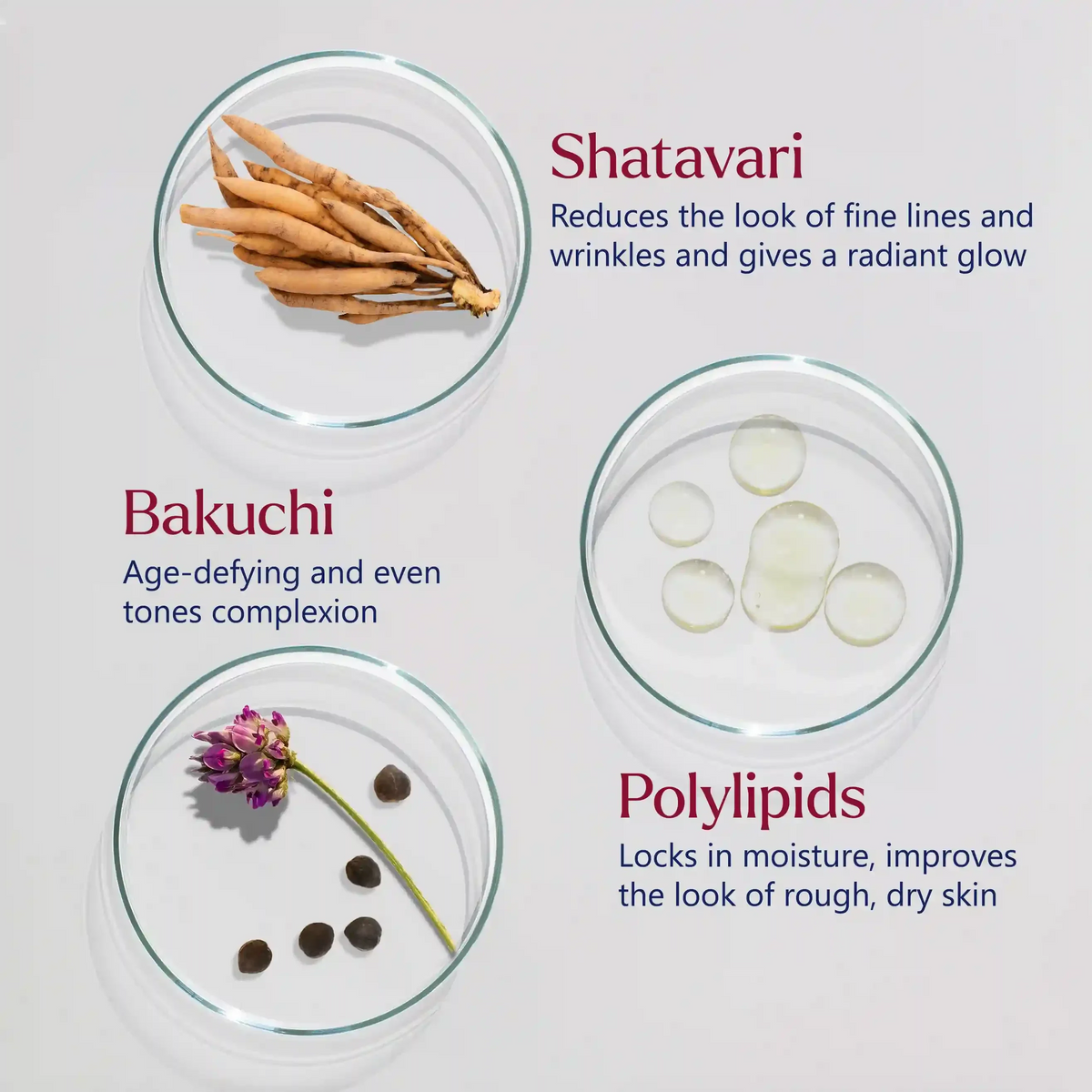 Firm-Focus Face Mask - Firms, Smooths, Hydrates, Loose, Saggy, Aging Skin - Focused Facial Firming Action with Shatavari, Bakuchi and Polylipids - Best Face Mask for Loose, Saggy Facial Skin - With Clinically Tested Ingredients Face Mask A Modernica Naturalis 